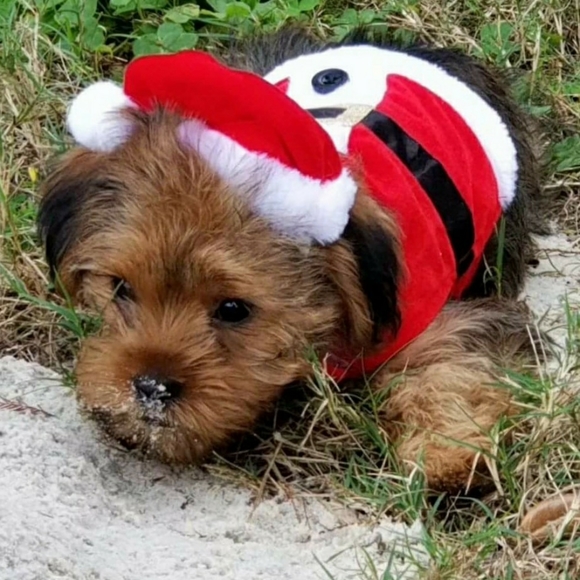 Santa Suit for Small Toy Dog or Cat - Picture 1 of 9